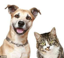 娱乐吃瓜酱养宠物,萌宠相伴，欢乐无限